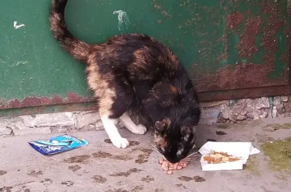 Найдена кошка на ул. Шабалина, Мурманск.