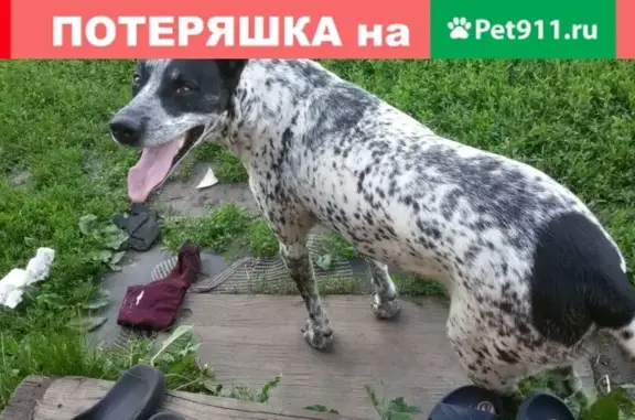 Собака потерялась в Большой Талинке, Тамбовская область