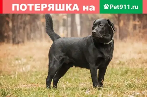 Найден чёрный лабрадор с ошейником в Петрозаводске https://vk.com/id136764910
