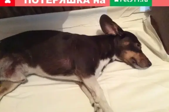 Найдена собака около 5 школы в Новокузнецке