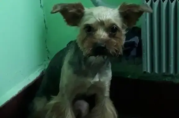 Собака Йорширского терьера найдена на ул. Плещеева, Москва.