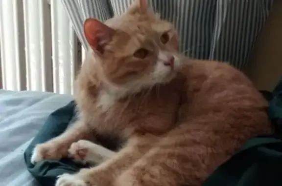 Найден рыжий кот на Шпалерной ул. 3 июня 2019