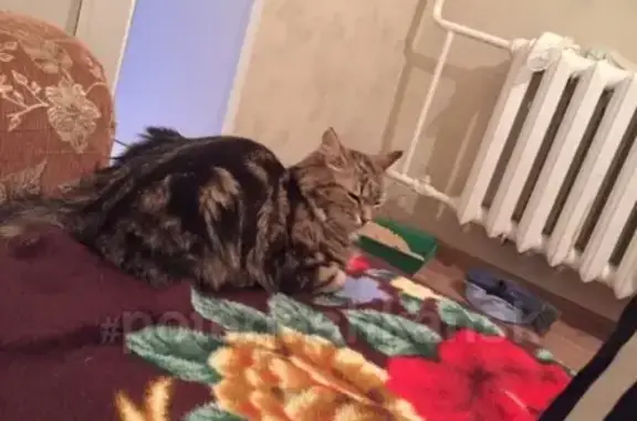 Потерянные животные Новосибирск, фото: Пропала кошка в Новосибирске, ул. Широкая, д.27, Соня, 5 июня, 14:00-15:00 #lostpet