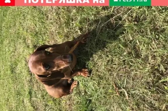 Собака найдена в Кубинке, коричневый окрас.
