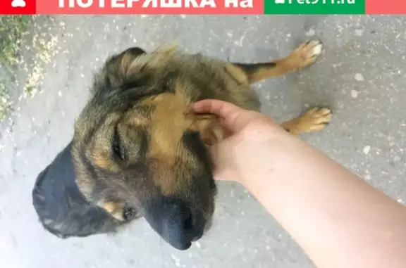 Найдена собака в Сызрани, пр-т Королёва, 4