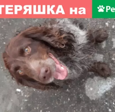 Найден домашний охотничий пес на ул. Советская