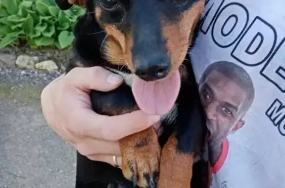 Найдена собака в деревне Кезелево, Санкт-Петербург
