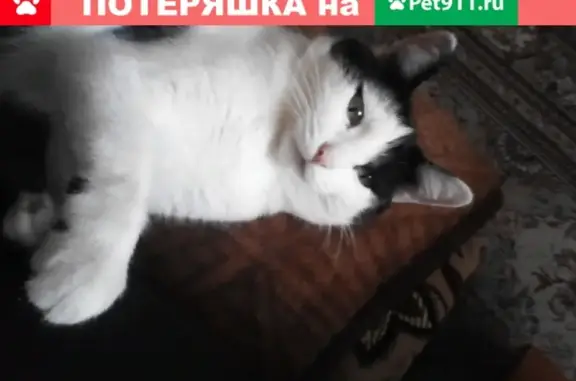 Пропала кошка Вася в Центре, Арамиль, Урал, Россия