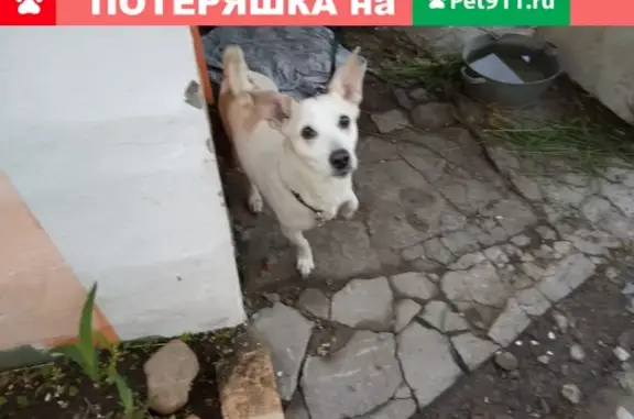 Найдена собака в Ленинском районе, отдам хозяину или в добрые руки