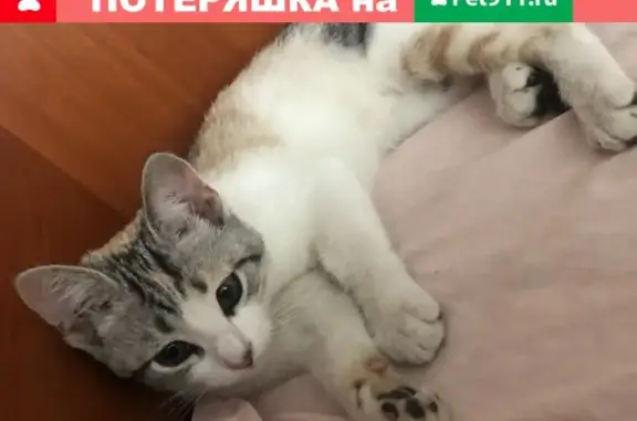 Найден домашний котенок на Крепостном переулке, Ростов-на-Дону