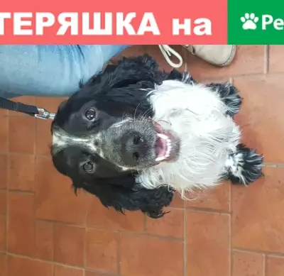 Пропала собака в Романцевском районе, вознаграждение гарантирую!