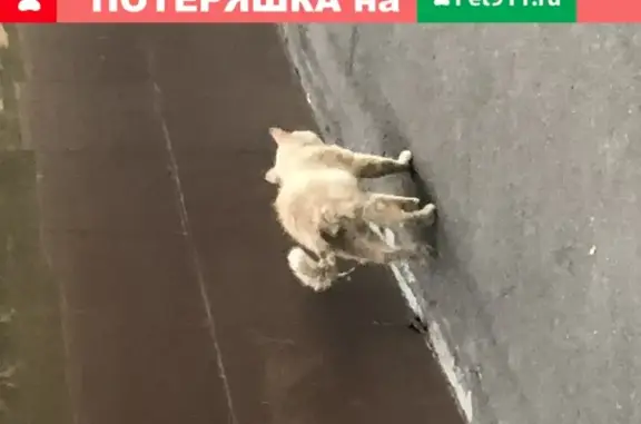 Найдена кошка на ул. Зинина в Казани