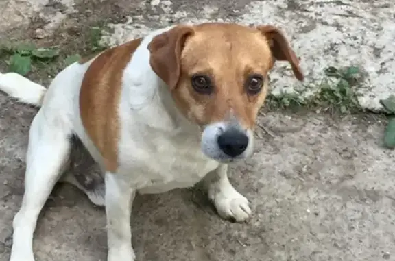 Пропала собака в Старых Химках, Квартал Старбеево - джек рассел терьер Зондер.