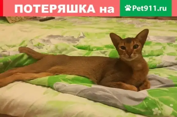Пропала кошка в д. Сартаково, Нижегородская обл.