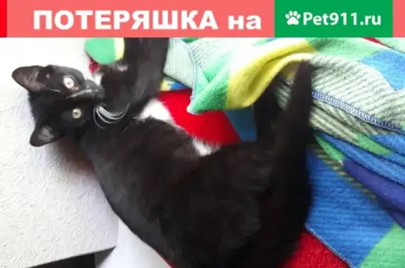 Пропал кот Вольт в Ростове-на-Дону