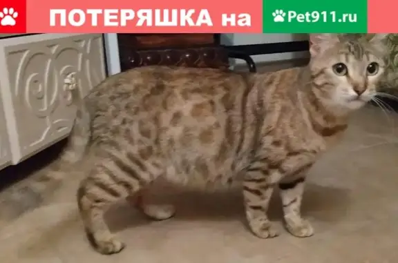 Потерянная кошка в поселении Десёновское, деревня Пенино