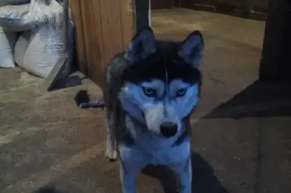 Найдена собака Хаски на ул. Кобозева в Оренбурге