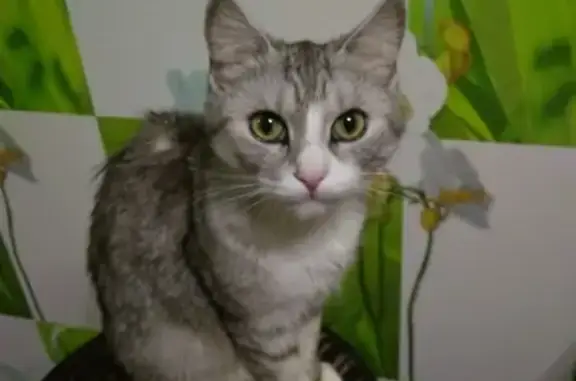Пропала кошка в Новой Усмани, микрорайон 