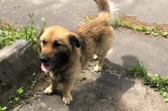 Найдена собака на Криулинском пр. в Электростали, МО