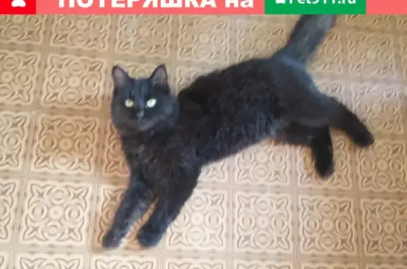 Потерянные животные Ижевск, фото: Пропала кошка Фунтик в Ижевске