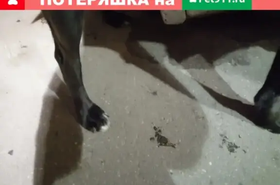 Найдена собака, Москва, фото: Найдена собака в Коптево, Москва