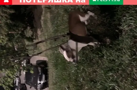 Собака найдена у метро Селигерская, глухая.