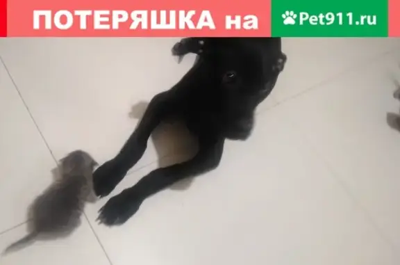 Пропала собака Помесь щенка, Черный. Ставрополь.