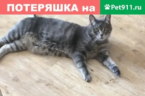 Пропал кот на Краснодарской, 15 (Хабаровск)