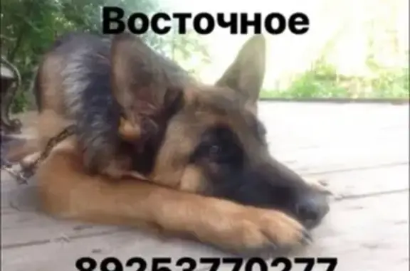 Собаки потеряшки, Москва, фото: Потеряшка собака Эля, Москва, Ряжская ул.