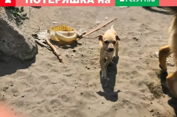 Найдена маленькая светлая собачка в Бийске