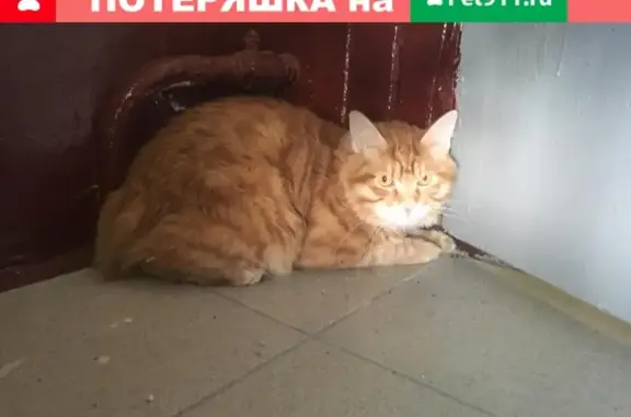 Найдена рыжая кошка на ул. Мытная, Москва