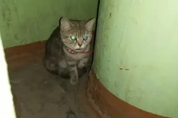 Найдена кошка на улице Советской Армии, 17