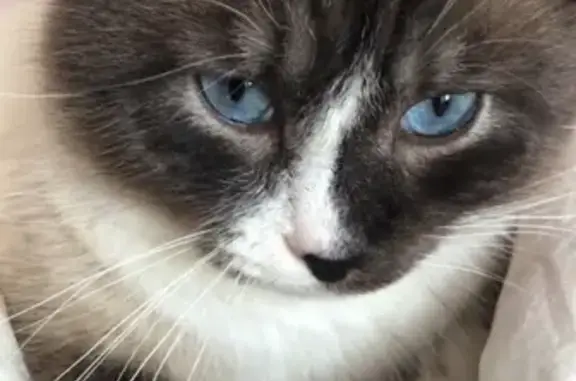 Кошки потеряшки, Ижевск, фото: Потеряшка кошка в Ижевске, ул. Михайлова