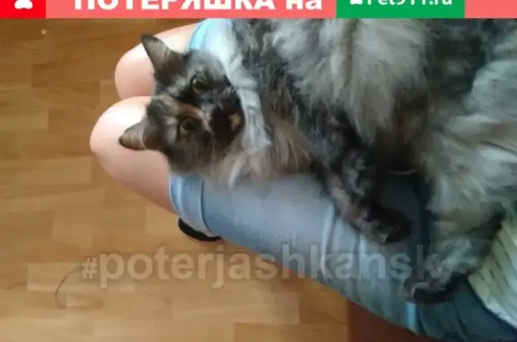 Пропала темно-серая кошка с коротким хвостом в Новосибирске