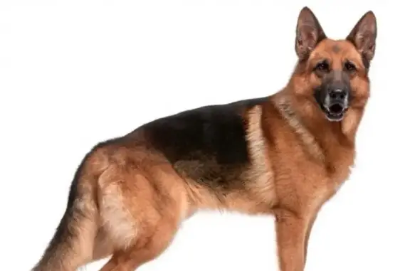 Найдена собака в п. Дубки, Саратовская область