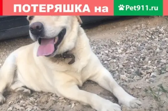 Потерян пёс в Шемякино, помогите найти!