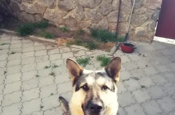 Найдена собака в районе Перхоровича #ВОРОНЕЖ