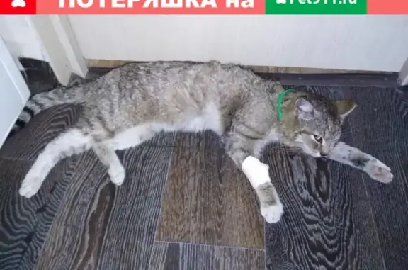 Найден кот с ошейником в районе Мыс, Тюмень