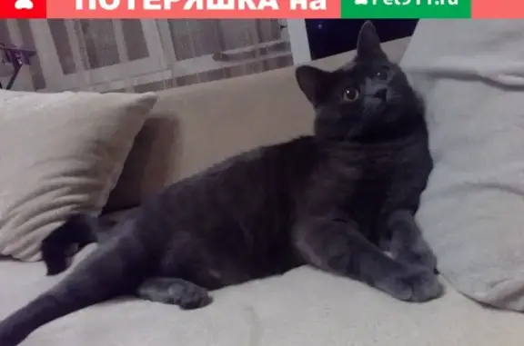 Пропала кошка в Ярославле, прошу помощи в поисках