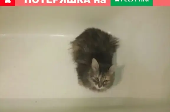 Потерянные животные Смоленск, фото: Пропала кошка в районе пр-т Гагарина, д39