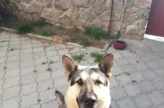 Найдена собака в Воронеже, район Перхоровича