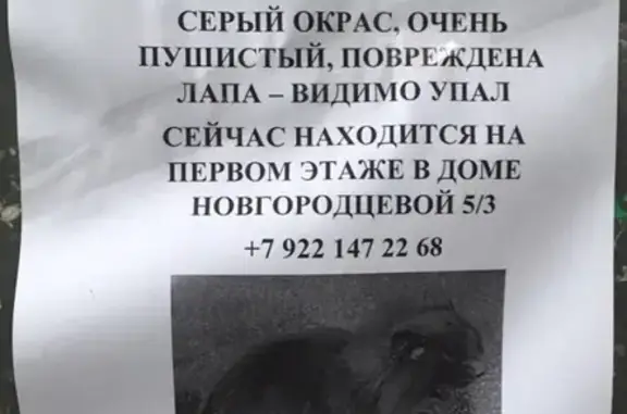 Найден серый кот (ЖБИ, Екатеринбург)