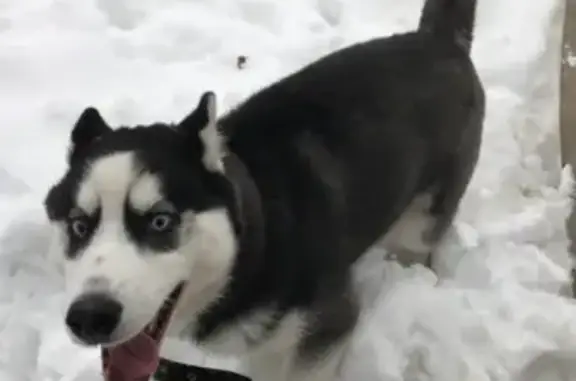Пропала собака в Пушкино, помогите найти!