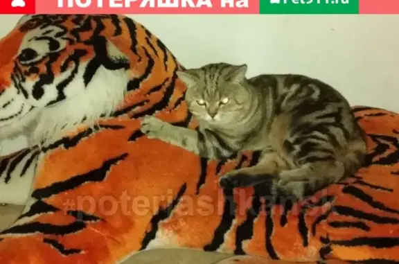 Потерянные животные Новосибирск, фото: Пропала кошка в Дзержинском районе