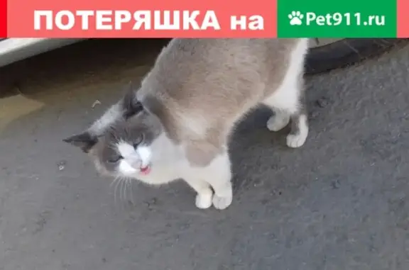 Найдена кошка возле Магнита на Локомотивной 9