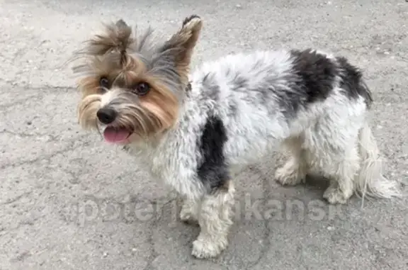 Найдена собака на улице Красина