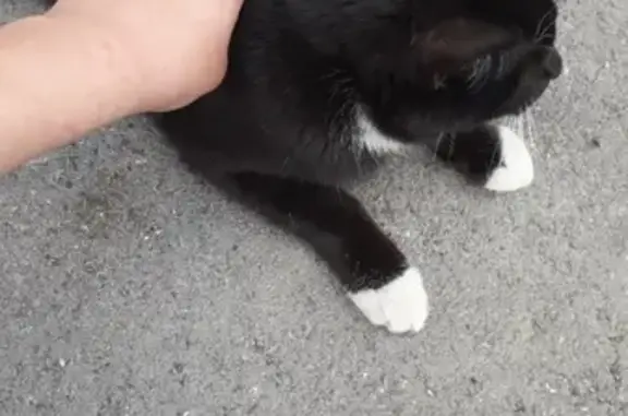 Найдена кошка на улице Урманова