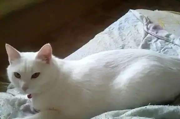 Пропал кот белого окраса на ул. Победы 186, Соликамск