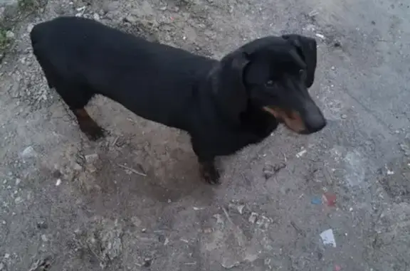 Найдена собака в Колтуши, ЛО