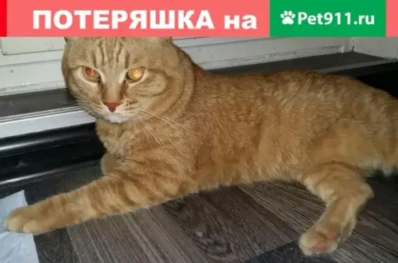 Найден рыжий кот возле дома на ул. Леваневского, д. 104